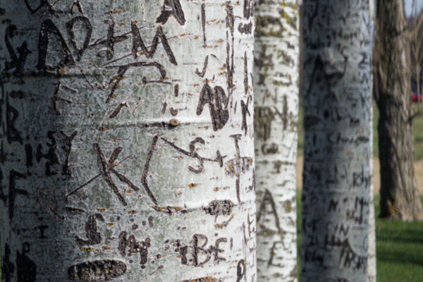 Carved Initials Poplars ar the Penn State Arboretum show the scars of countless visitors to the area throughout the years.