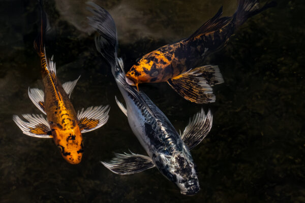Three Koi Three koi fish swimming in the Penn State Arboretum reflecting pond.